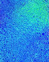 Top view on colorful drops of oil on the water. Circles and ovals. photo