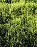 Texture of young green grass in spring morning, covered with drops of dew or rain with the sun's rays reflected in it. photo