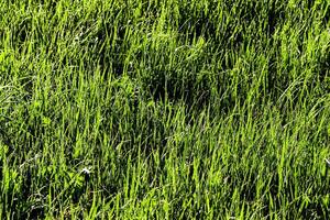 Texture of young green grass in spring morning, covered with drops of dew or rain with the sun's rays reflected in it. photo