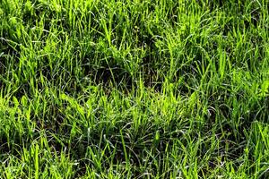 Texture of young green grass in spring morning, covered with drops of dew or rain with the sun's rays reflected in it. photo