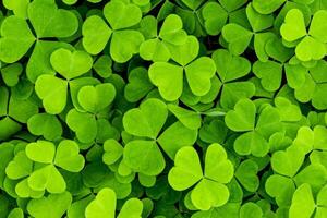 Background with green clover leaves for Saint Patrick's day. Abstract backdrop for design with shamrock. photo