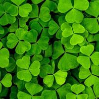 Background with green clover leaves for Saint Patrick's day. Abstract backdrop for design with shamrock. photo