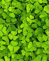 Background with green clover leaves for Saint Patrick's day. Abstract backdrop for design with shamrock. photo