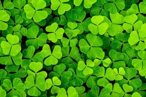 Background with green clover leaves for Saint Patrick's day. Abstract backdrop for design with shamrock. photo