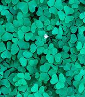 Background with green clover leaves for Saint Patrick's day. Abstract backdrop for design with shamrock. photo