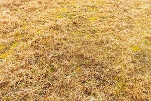 Texture of yellow dry grass in spring or autumn. Abstract background for design. photo
