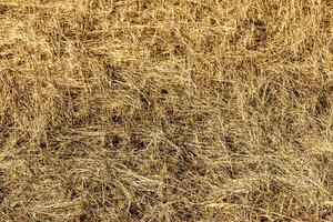 Texture of yellow dry grass in spring or autumn. Abstract background for design. photo