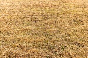 Texture of yellow dry grass in spring or autumn. Abstract background for design. photo