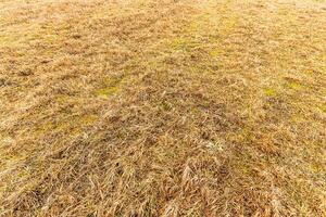 Texture of yellow dry grass in spring or autumn. Abstract background for design. photo