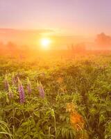 Sunrise on a field covered with flowering lupines in spring or early summer season with fog and trees on a background in morning. photo