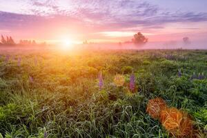 Sunrise on a field covered with flowering lupines in spring or early summer season with fog and trees on a background in morning. photo