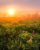 Sunrise on a field covered with flowering lupines in spring or early summer season with fog and trees on a background in morning. photo