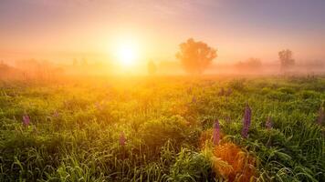 Sunrise on a field covered with flowering lupines in spring or early summer season with fog and trees on a background in morning. photo