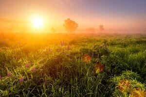 Sunrise on a field covered with flowering lupines in spring or early summer season with fog and trees on a background in morning. photo