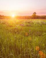 Sunrise on a field covered with flowering lupines in spring or early summer season with fog and trees on a background in morning. photo