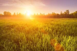 Sunrise or sunset in a spring field with green grass covered with a dew, fog, birch trees and clear bright sky. photo