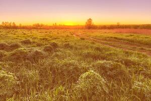 Twilight in a spring field with green grass, lupine sprouts, fog on the horizon and clear bright sky. photo