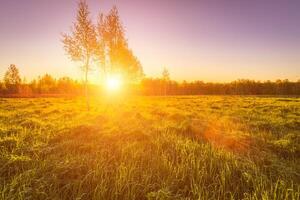 Sunrise or sunset in a spring field with green grass, lupine sprouts, fog on the horizon and clear bright sky. Sunbeam on a foreground. photo