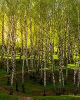 Sunset in a spring birch forest with fresh leaves. photo