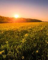 Sunset or dawn in a spring field with green grass. photo