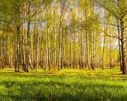 Sunset in a spring birch forest with fresh leaves. photo