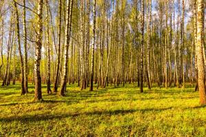 Sunset in a spring birch forest with fresh leaves. photo