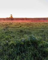 Sunrise or sunset in a spring field with green grass, lupine sprouts and trees. photo