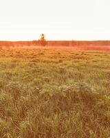 Sunrise or sunset in a spring field with green grass, lupine sprouts and trees. photo