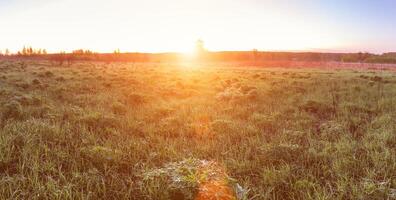 Sunrise or sunset in a spring field with green grass, lupine sprouts and trees. photo