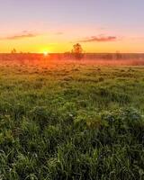Sunrise or sunset in a spring field with green grass, lupine sprouts and trees. photo
