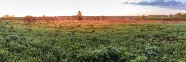 Sunrise or sunset in a spring field with green grass, lupine sprouts and trees. photo