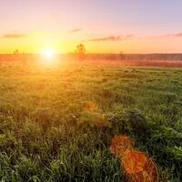 Sunrise or sunset in a spring field with green grass, lupine sprouts and trees. photo