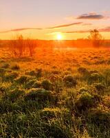 Sunrise or sunset in a spring field with green grass, lupine sprouts and trees. photo