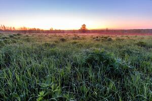 Sunrise or sunset in a spring field with green grass, lupine sprouts and trees. photo