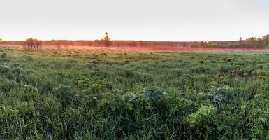 Sunrise or sunset in a spring field with green grass, lupine sprouts and trees. photo