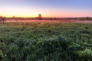 Sunrise or sunset in a spring field with green grass, lupine sprouts and trees. photo