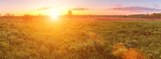 Sunrise or sunset in a spring field with green grass, lupine sprouts and trees. photo