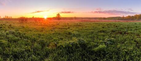 Sunrise or sunset in a spring field with green grass, lupine sprouts and trees. photo