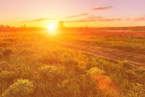 Sunrise or sunset in a spring field with green grass, lupine sprouts and trees. photo