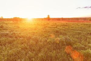 Sunrise or sunset in a spring field with green grass, lupine sprouts and trees. photo