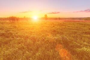 Sunrise or sunset in a spring field with green grass, lupine sprouts and trees. photo