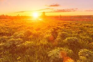 Sunrise or sunset in a spring field with green grass, lupine sprouts and trees. photo