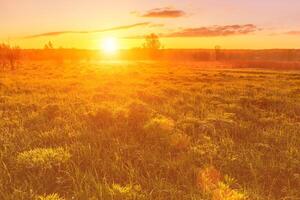 Sunrise or sunset in a spring field with green grass, lupine sprouts and trees. photo