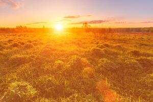 Sunrise or sunset in a spring field with green grass, lupine sprouts and trees. photo