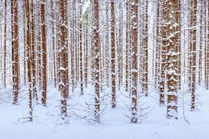 Snowfall in a spruce forest on a winter cloudy day. Spruce trunks covered with snow. photo