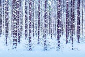 Snowfall in a spruce forest on a winter cloudy day. Spruce trunks covered with snow. photo