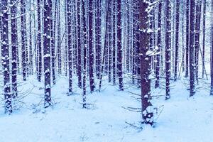 Snowfall in a spruce forest on a winter cloudy day. Spruce trunks covered with snow. photo