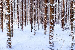 Snowfall in a spruce forest on a winter cloudy day. Spruce trunks covered with snow. photo