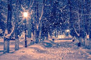 Winter night park with lanterns, pavement and trees covered with snow in snowfall. photo