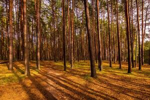 Autumn forest with pine trees standing in rows. photo